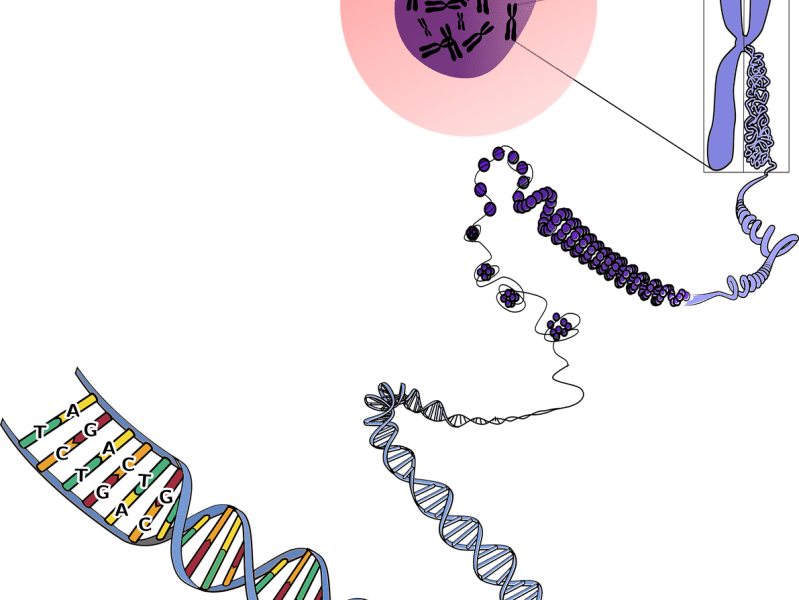 DNA Analyse